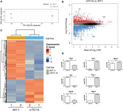 EpiCRISPR targeted methylation of Arx gene initiates transient switch of mouse pancreatic alpha to insulin-producing cells